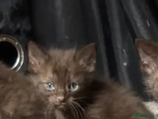 Oriental cats Chocolate orientals for sale - Advert 18