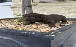 Borador dogs for sale: Borador Puppies  - Image 3