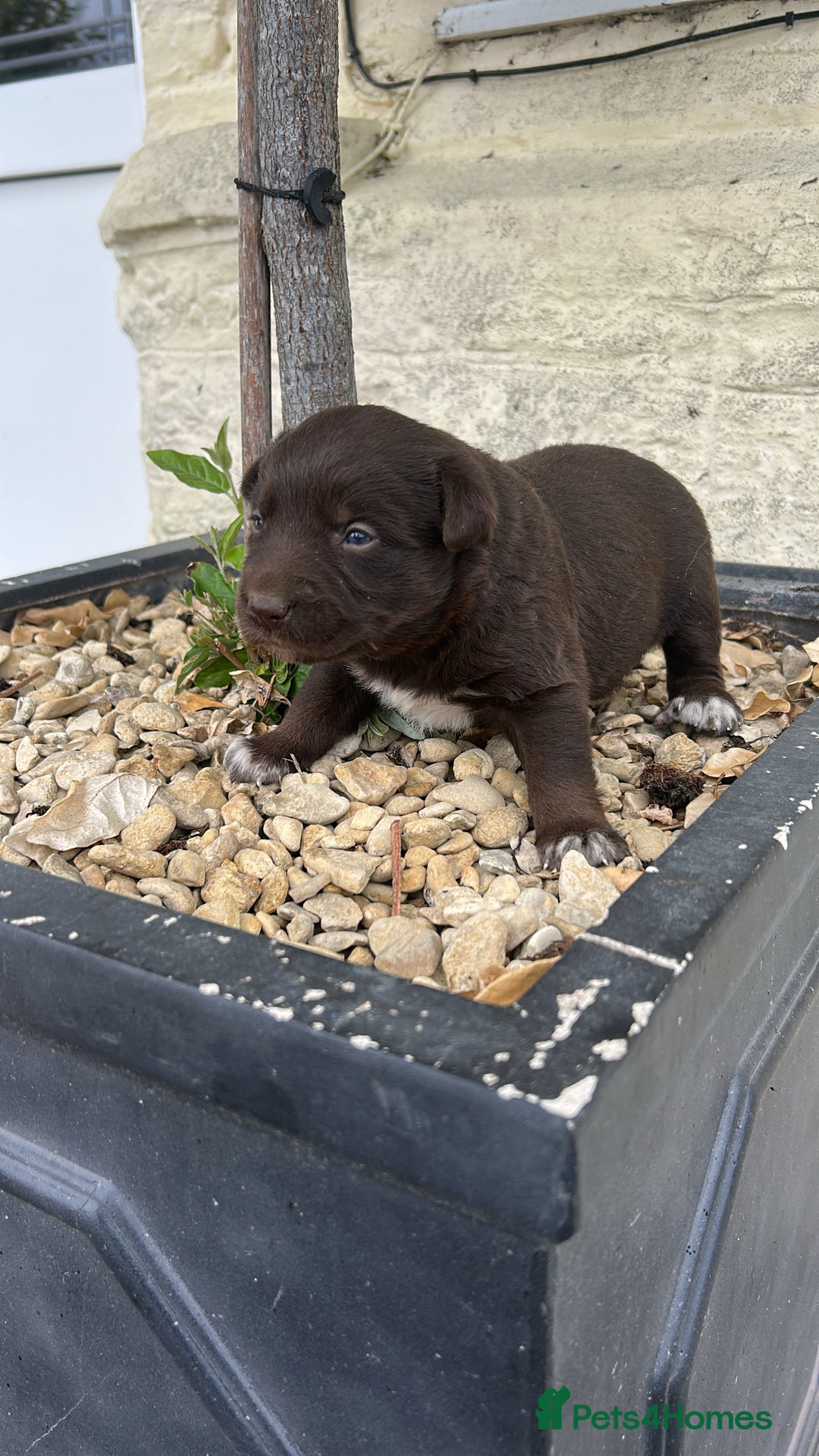 Borador dogs for sale: Borador Puppies  - Image 3