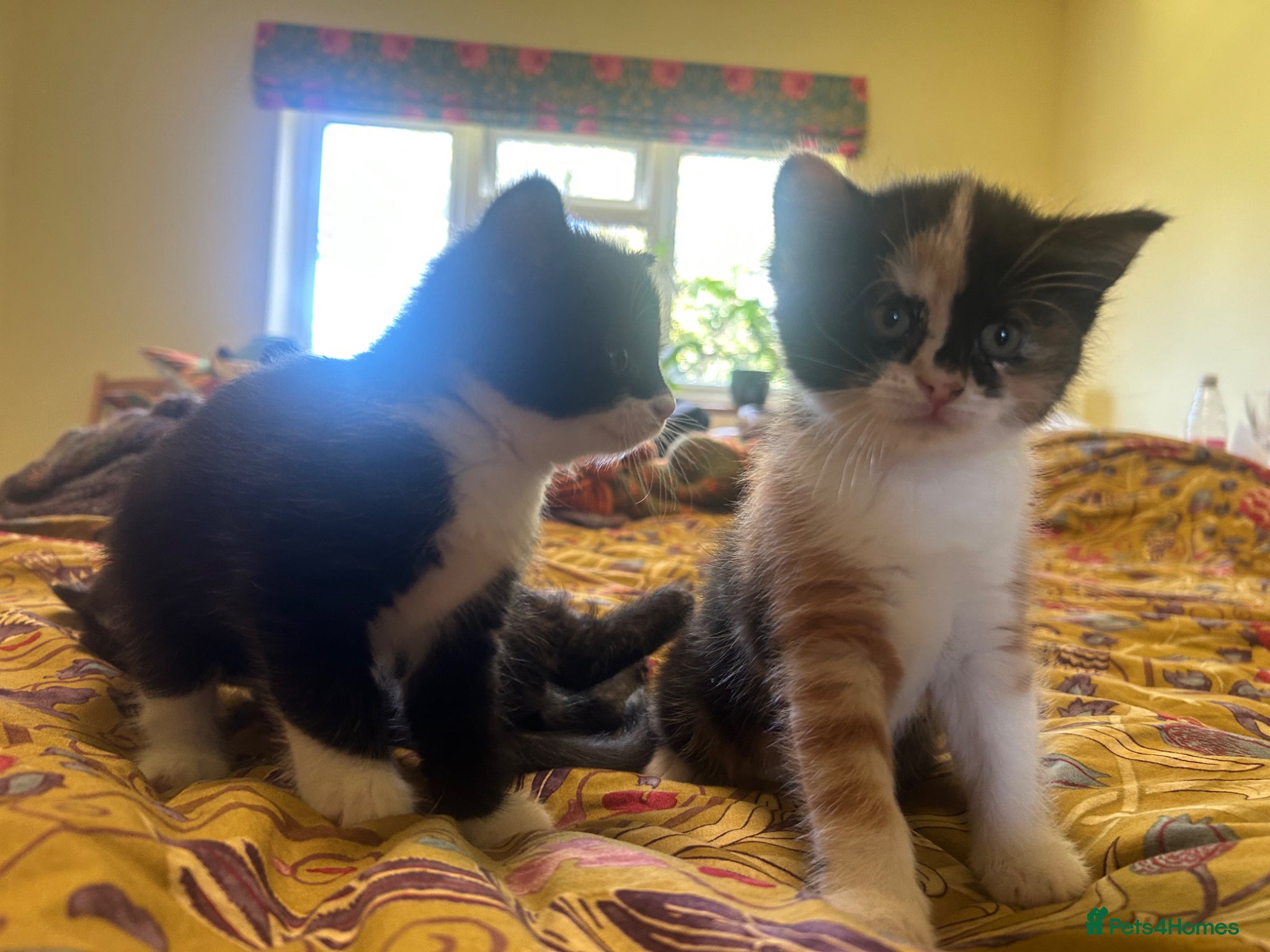 Domestic Shorthair cats 4 beautiful kittens - Advert 4