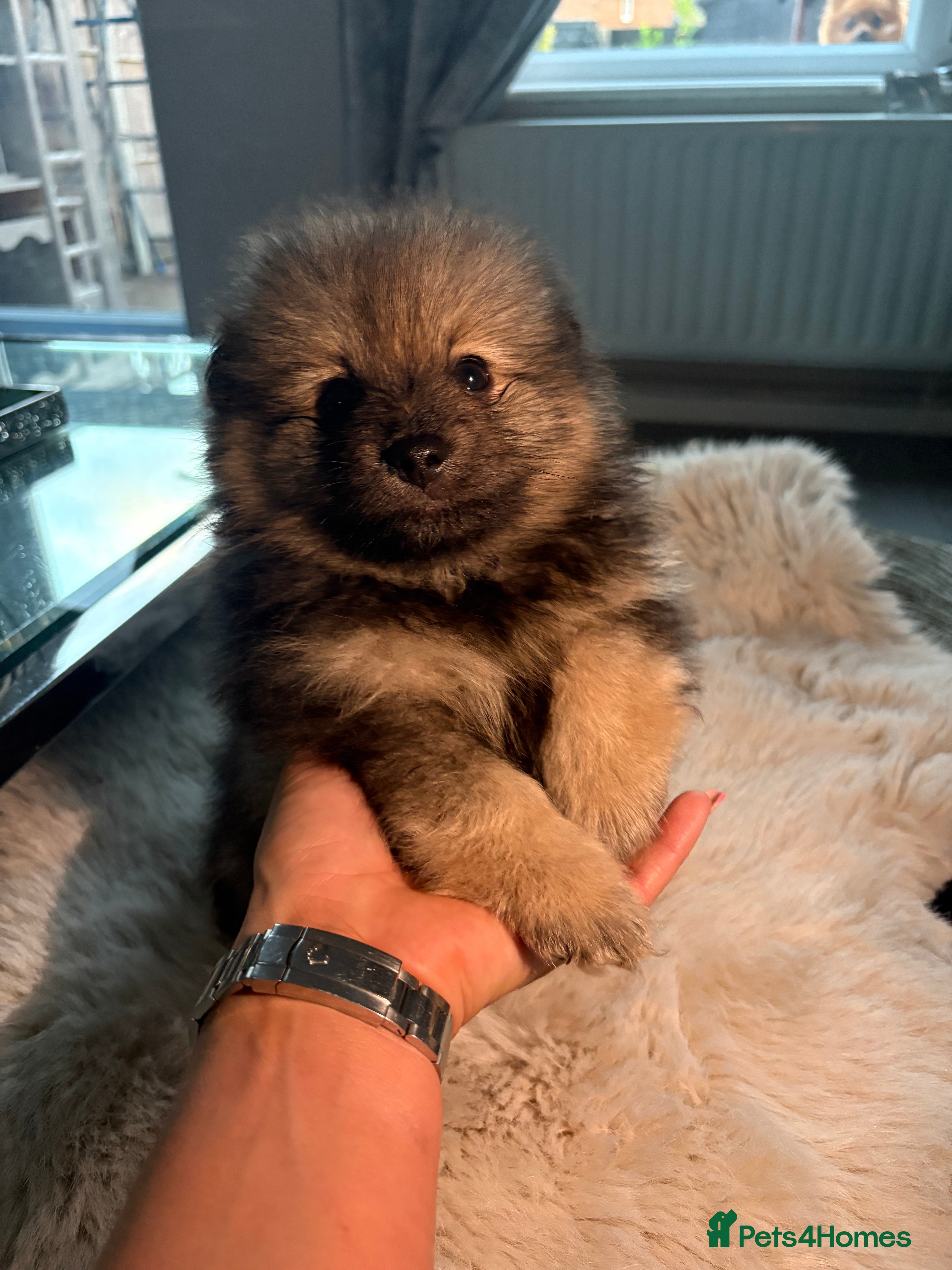 Pomeranian dogs for sale: Beautiful pomerian puppys ready now🐻 - Advert 19