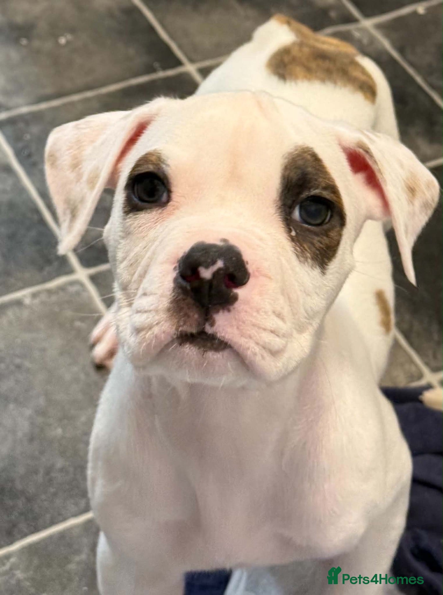 American Bulldog dogs Last female American bulldog puppies  - Advert 13