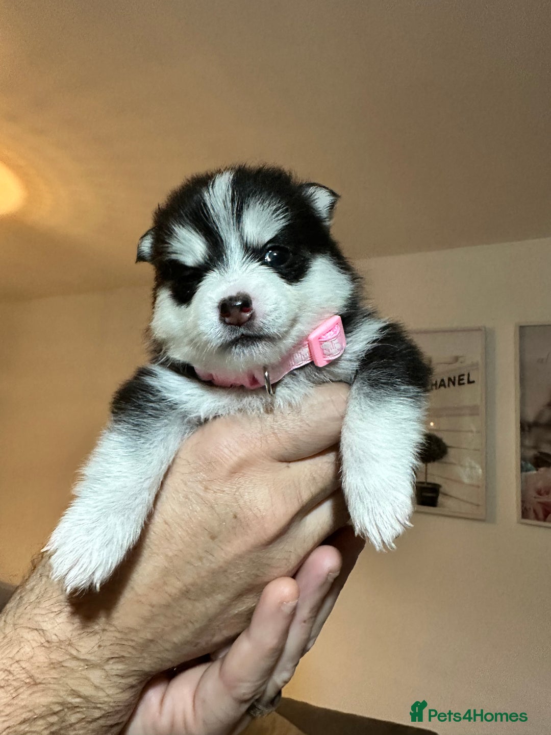 Pomsky dogs for sale: F4 beautiful puppy pomskie blue eyes - Image 29