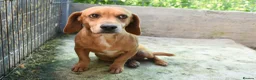 Mixed Breed dogs for adoption: Marley - Advert 4