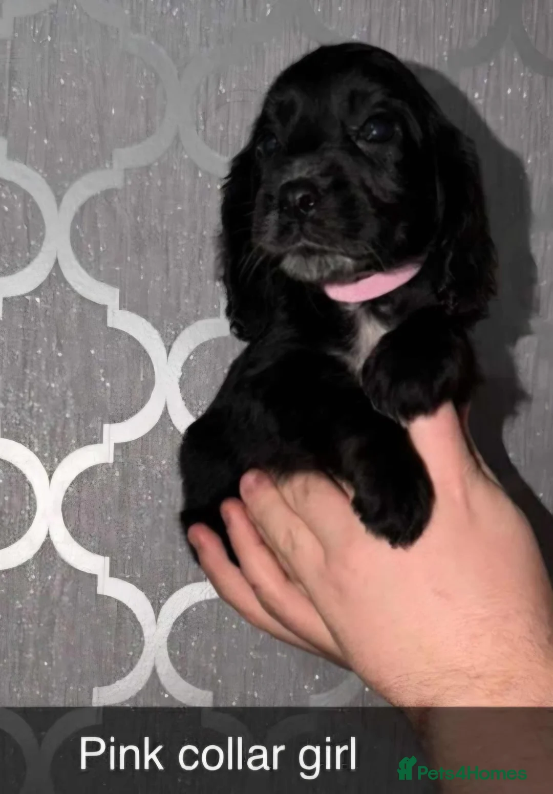 Cocker Spaniel dogs for sale: Beautiful cocker spaniels  - Advert 23