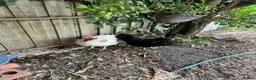 Mixed Breed livestock for sale: Chickens for sale  - Advert 2
