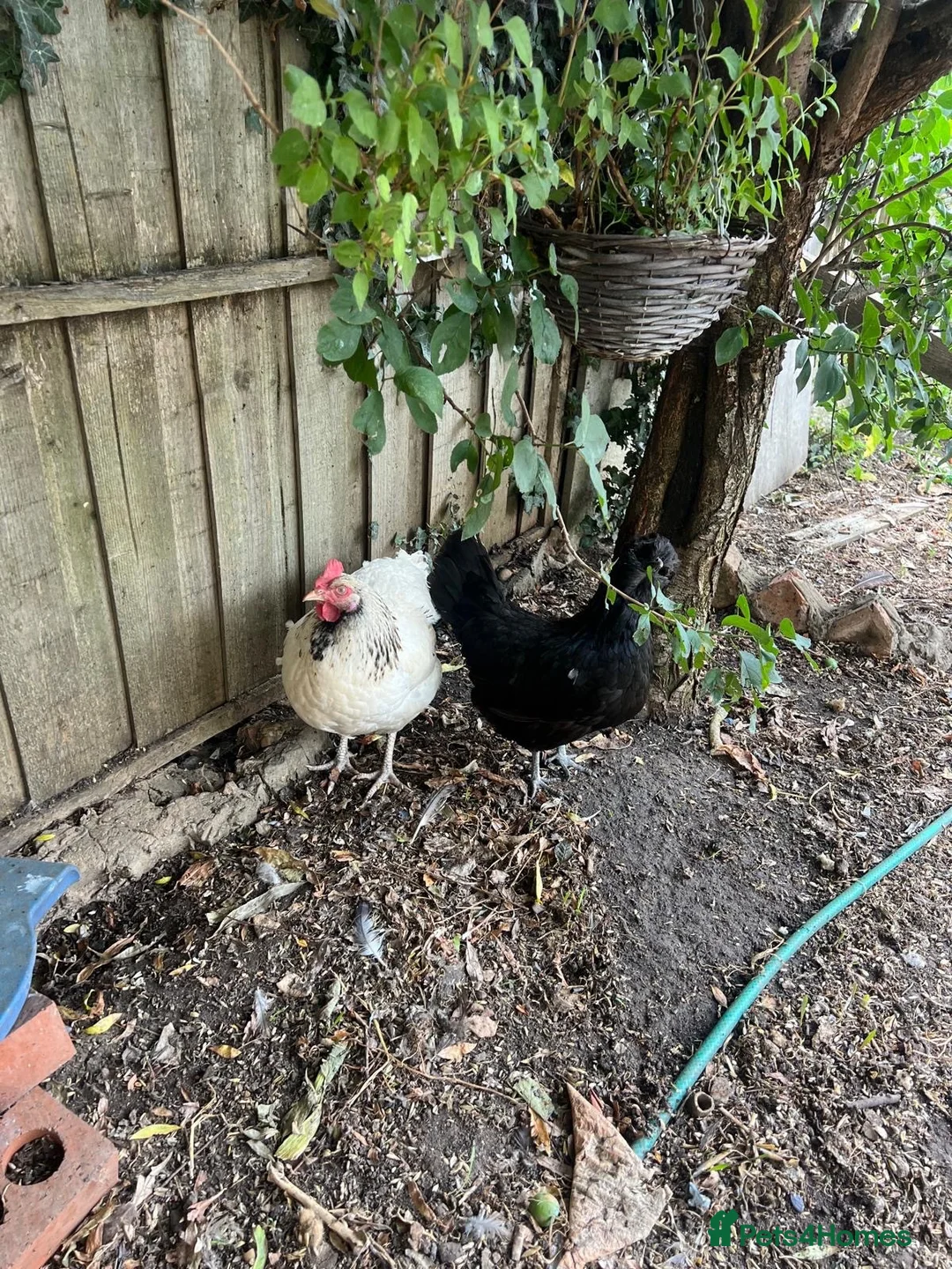 Mixed Breed livestock for sale: Chickens for sale  - Advert 2