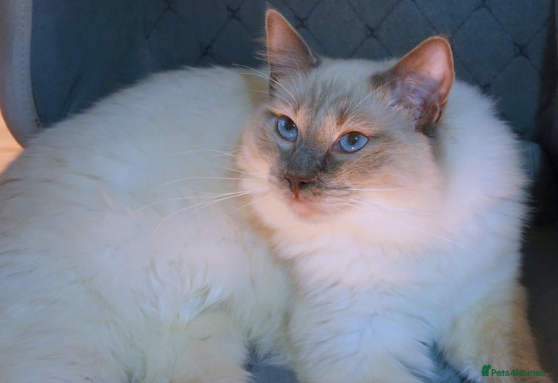 Ragdoll cats Adorable GCCF Ragdoll  - Advert 1