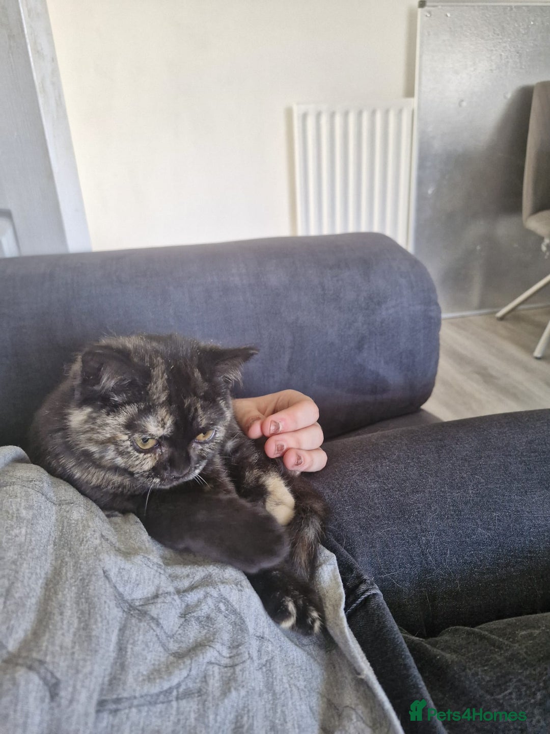 Selkirk Rex cats for sale: Pedigree Selkirk rex  kittens ready now  in Burnham-on-Sea - Image 11