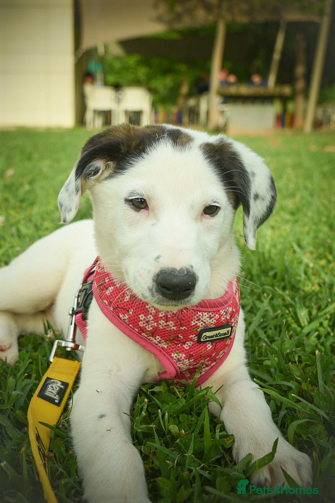Mixed Breed dogs Beautiful Bella - Advert 1