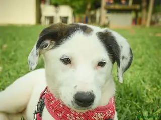 Mixed Breed dogs Beautiful Bella - Advert 1