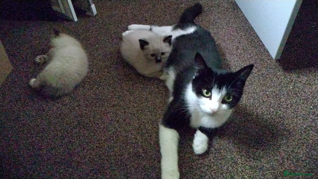 Ragamese cats for sale: Playful Ragamese Kittens (12 Weeks) - Image 8