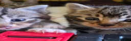 Mixed Breed cats for sale: Kittens ready in 4-5 weeks, 3 girls, 1 boy - Advert 5