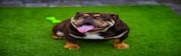 English Bulldog dogs for stud: Chocolate and tan bulldog for stud  - Advert 8