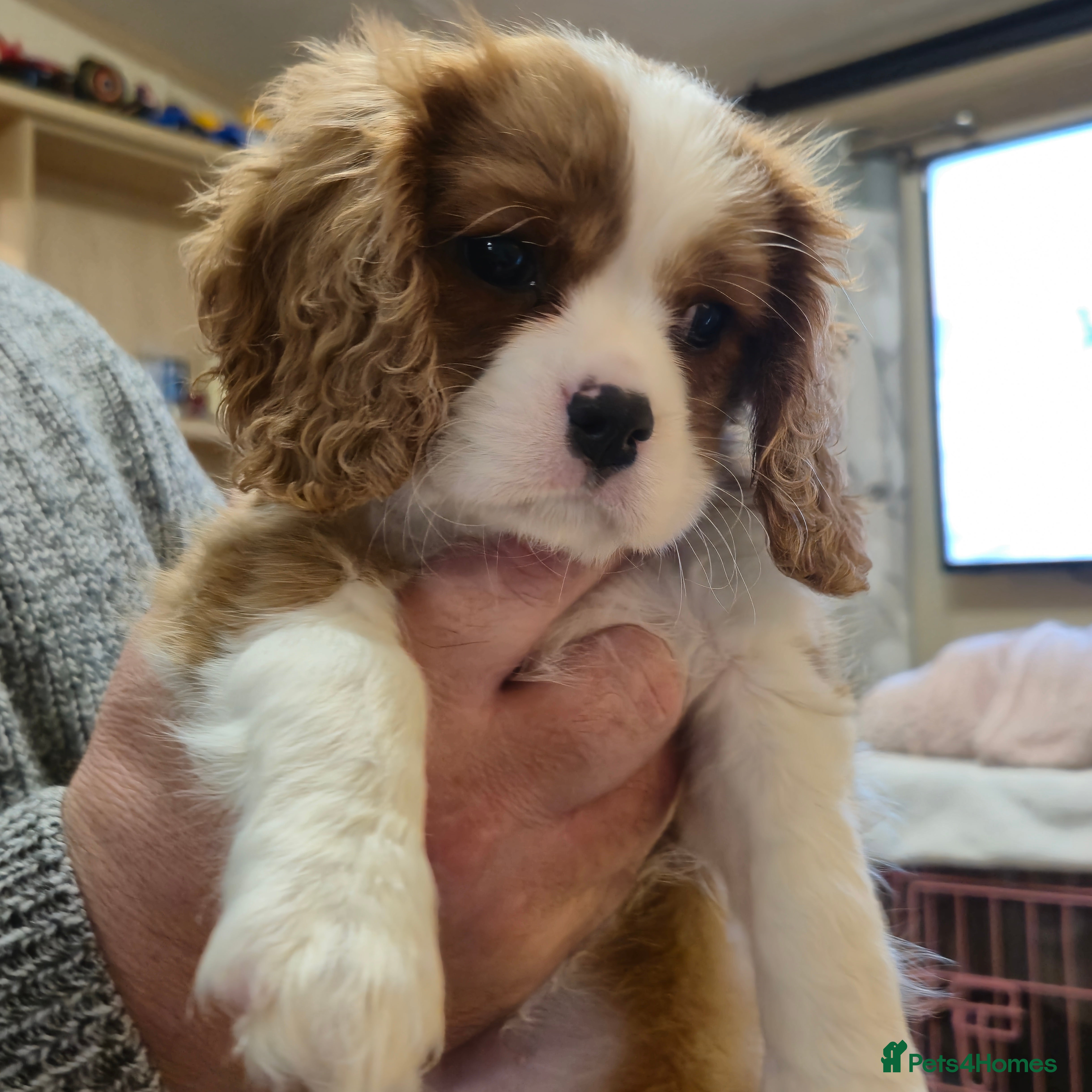 Cavalier King Charles Spaniel dogs Both Parents are Blenheim, KC Registered pups  - Advert 10