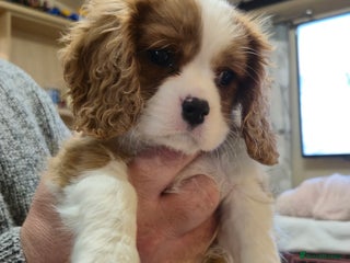 Cavalier King Charles Spaniel dogs Both Parents are Blenheim, KC Registered pups - Advert 7