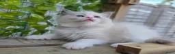 Ragdoll cats for sale: 💓please read🩵🏆European Champion lines 💫Tica - Advert 28