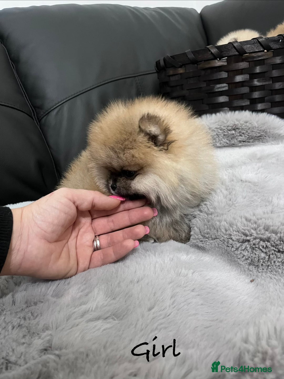 Pomeranian dogs for sale: 🔥Stunning 🐻Real Teddy Face🏆Quality  - Advert 17