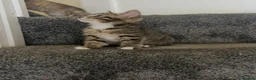 Domestic Shorthair cats for sale: Domestic Shorthairs - Tabbies and Ginger babies  - Advert 15