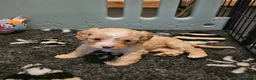 Cavapoo dogs for sale: Health tested F1 Cavapoo puppies - Advert 6
