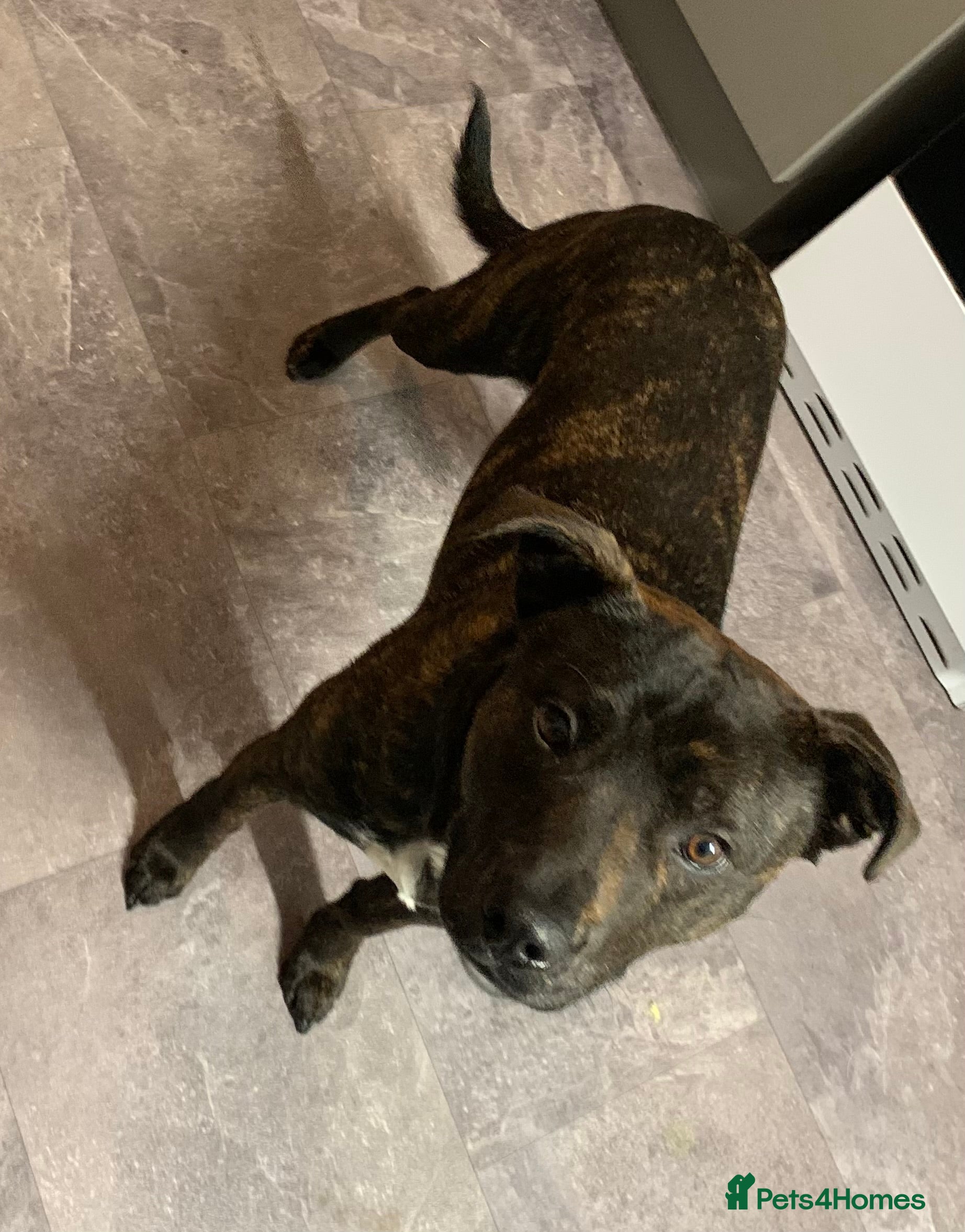 Staffordshire Bull Terrier dogs Sad sale of our much loved staff rolo   - Advert 1