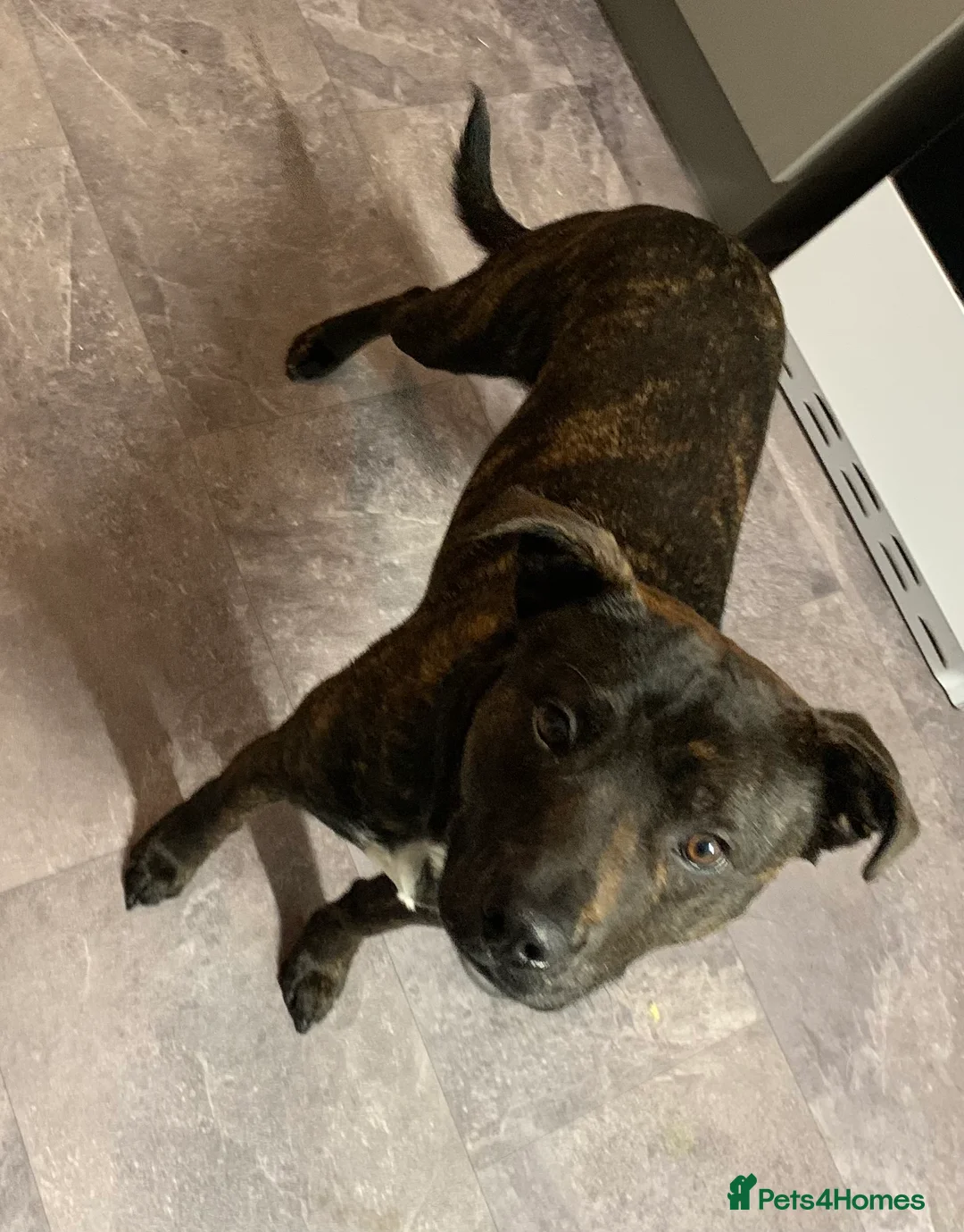 Staffordshire Bull Terrier dogs for sale: Sad sale of our much loved staff rolo   - Advert 1