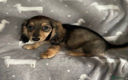 Miniature Dachshund dogs for sale: Miniature Longhaired Dachshunds - Image 6