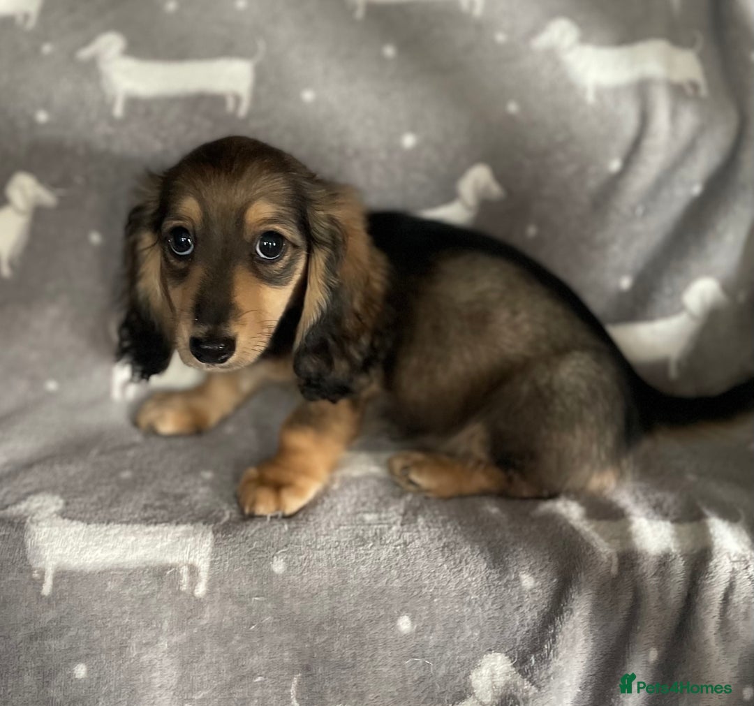 Miniature Dachshund dogs for sale: Miniature Longhaired Dachshunds - Image 6