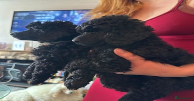 Miniature Poodle dogs - Advert 12