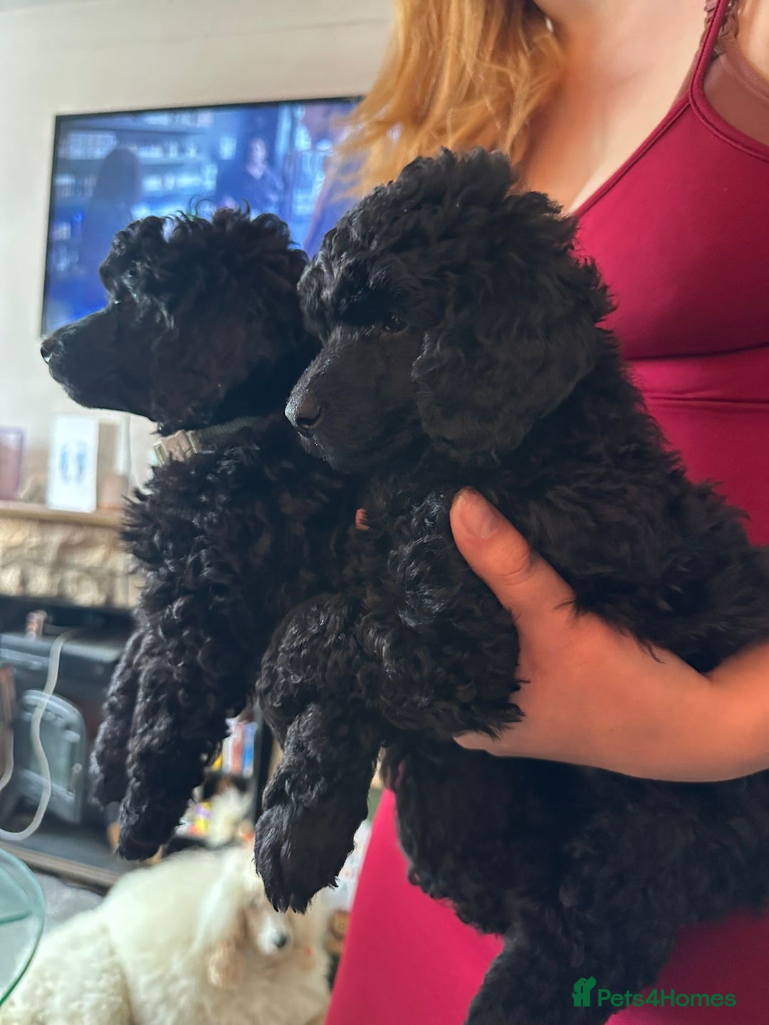 Miniature Poodle dogs for sale: 🌟SHOW QUALITY🌟 Mini Poodle Puppies  - Image 3