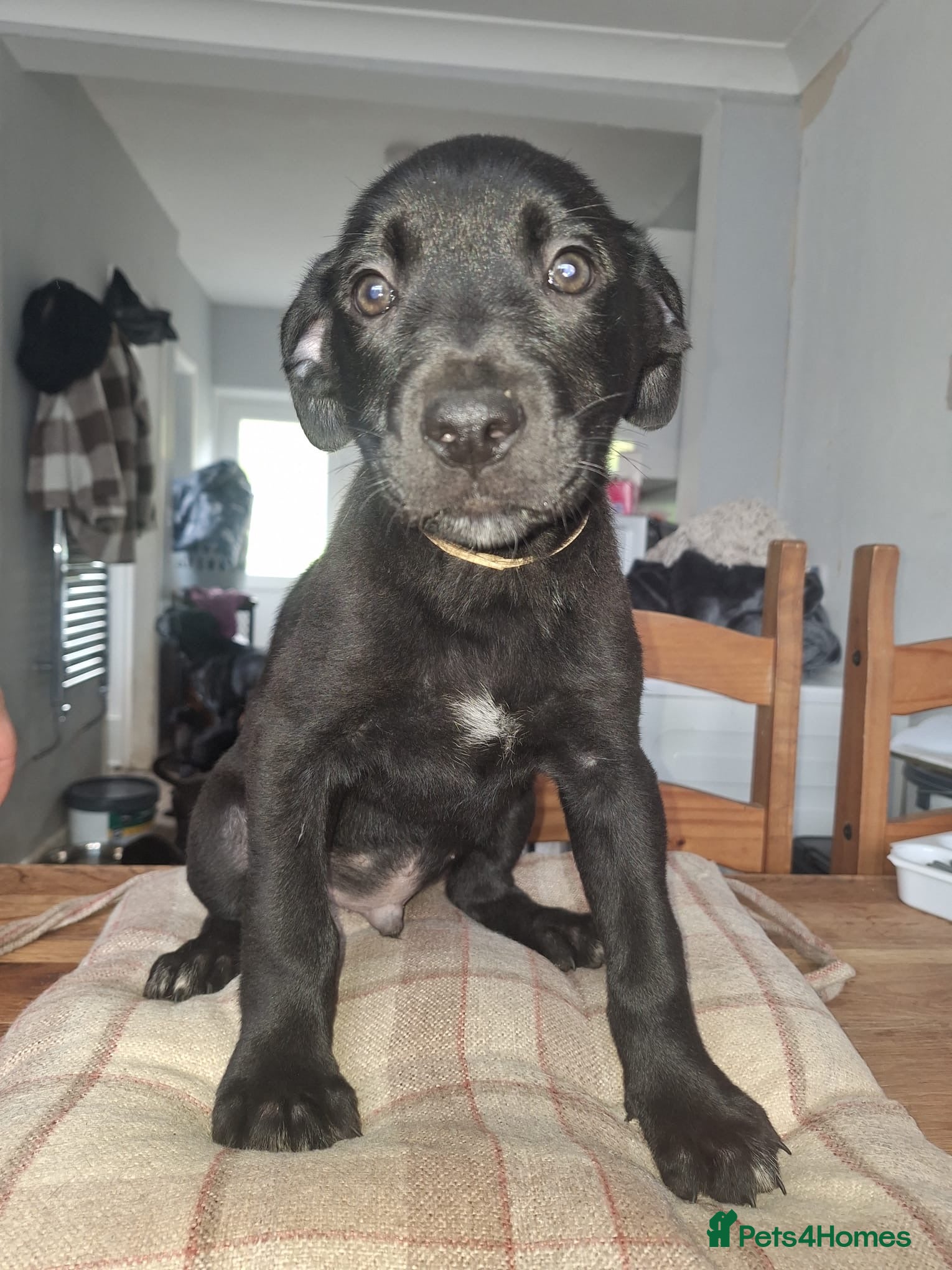 Mixed Breed dogs Cane corso x German shepherd pups  - Advert 2