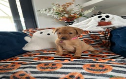 Labrador Retriever dogs for sale: Beautiful fox red Labrador pups - Image 4