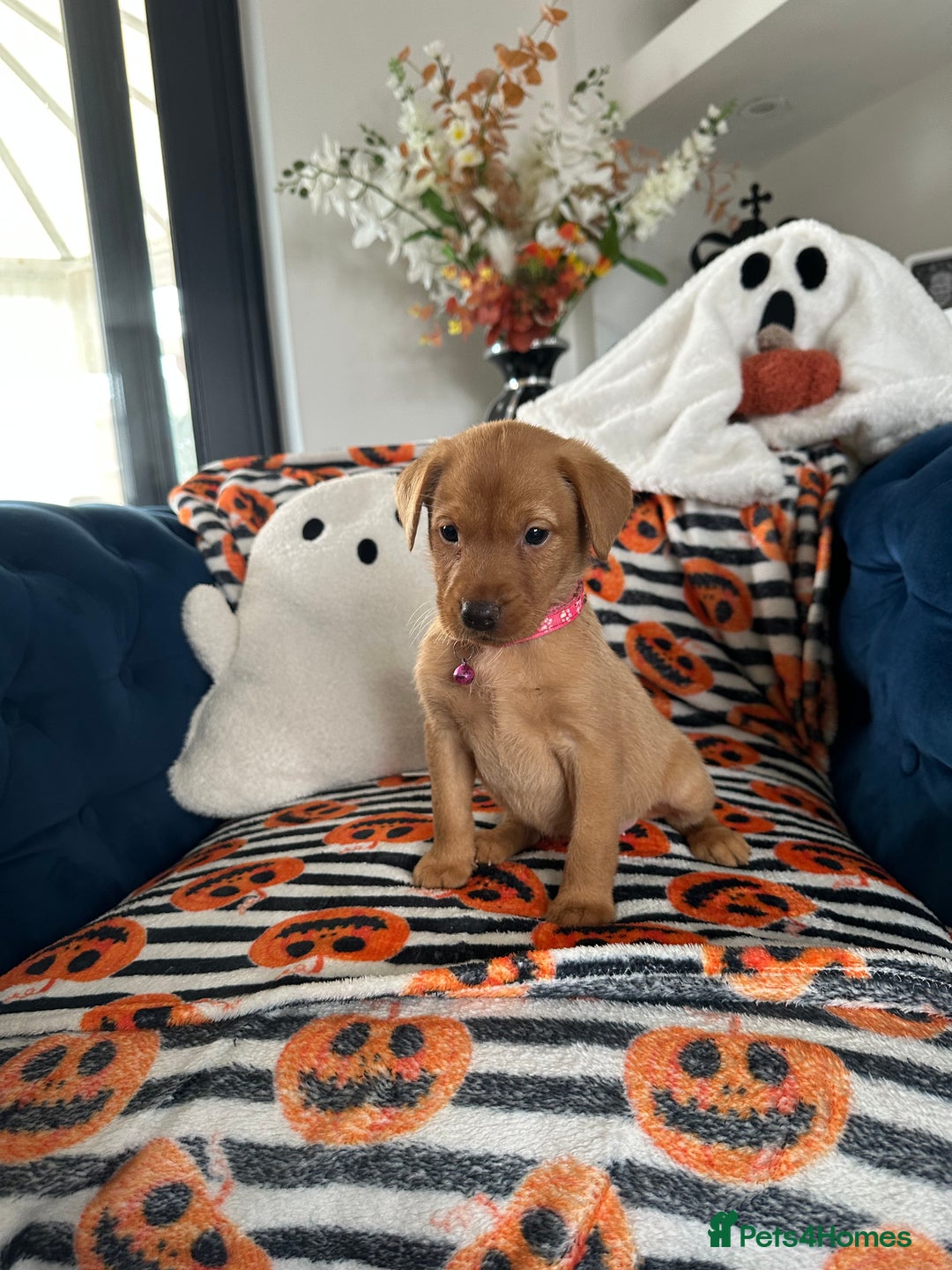 Labrador Retriever dogs for sale: Beautiful fox red Labrador pups - Image 4