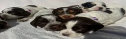 Cocker Spaniel dogs for sale: Bred From Extensively Health Tested Parents - Advert 2