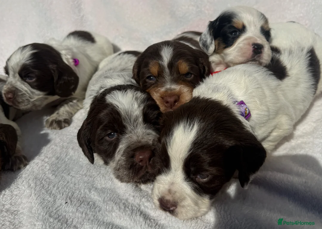 Cocker Spaniel dogs for sale: Bred From Extensively Health Tested Parents - Advert 2