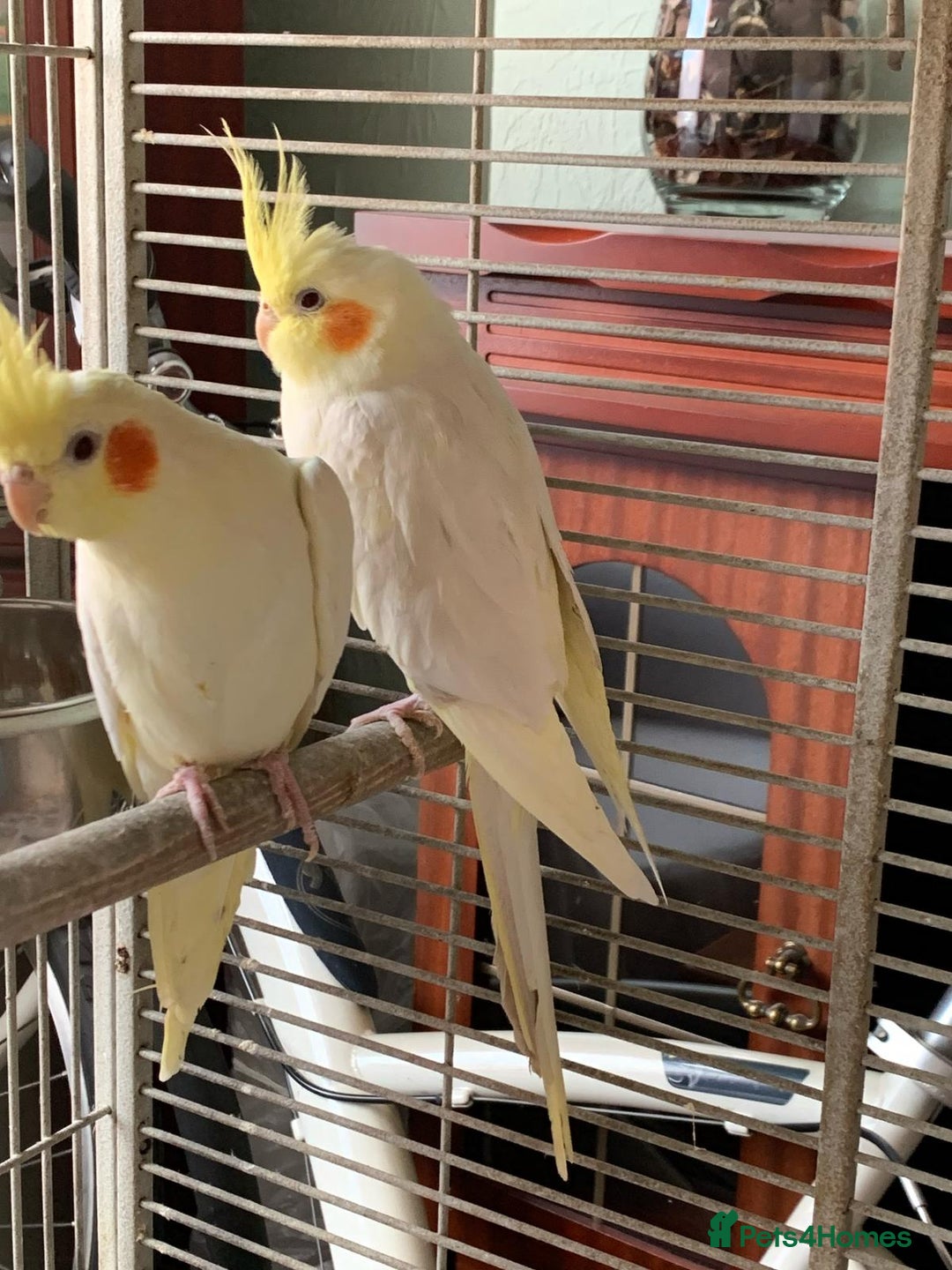 Cockatiels birds for sale: Pair of cockatiels  - Image 3