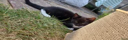 Mixed Breed cats for sale: Mix breed kittens - 2x male 3x female - Advert 9
