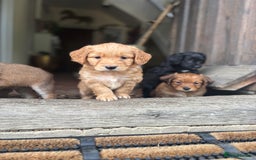 Mixed Breed dogs for sale:  Cockerainan   - Image 9