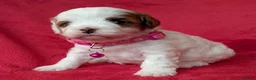 Cavapoo dogs for sale: Adorable Cavapoo Puppies From Licensed Breeder - Advert 30