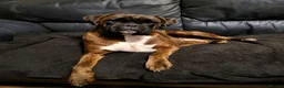 Boxer dogs for sale: Amazing bobtail/ tailed boxer puppy - Advert 18