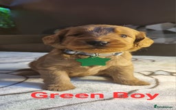 Labradoodle dogs for sale: Labradoodle Fox Red ❤️💞❤️Health check - Image 7