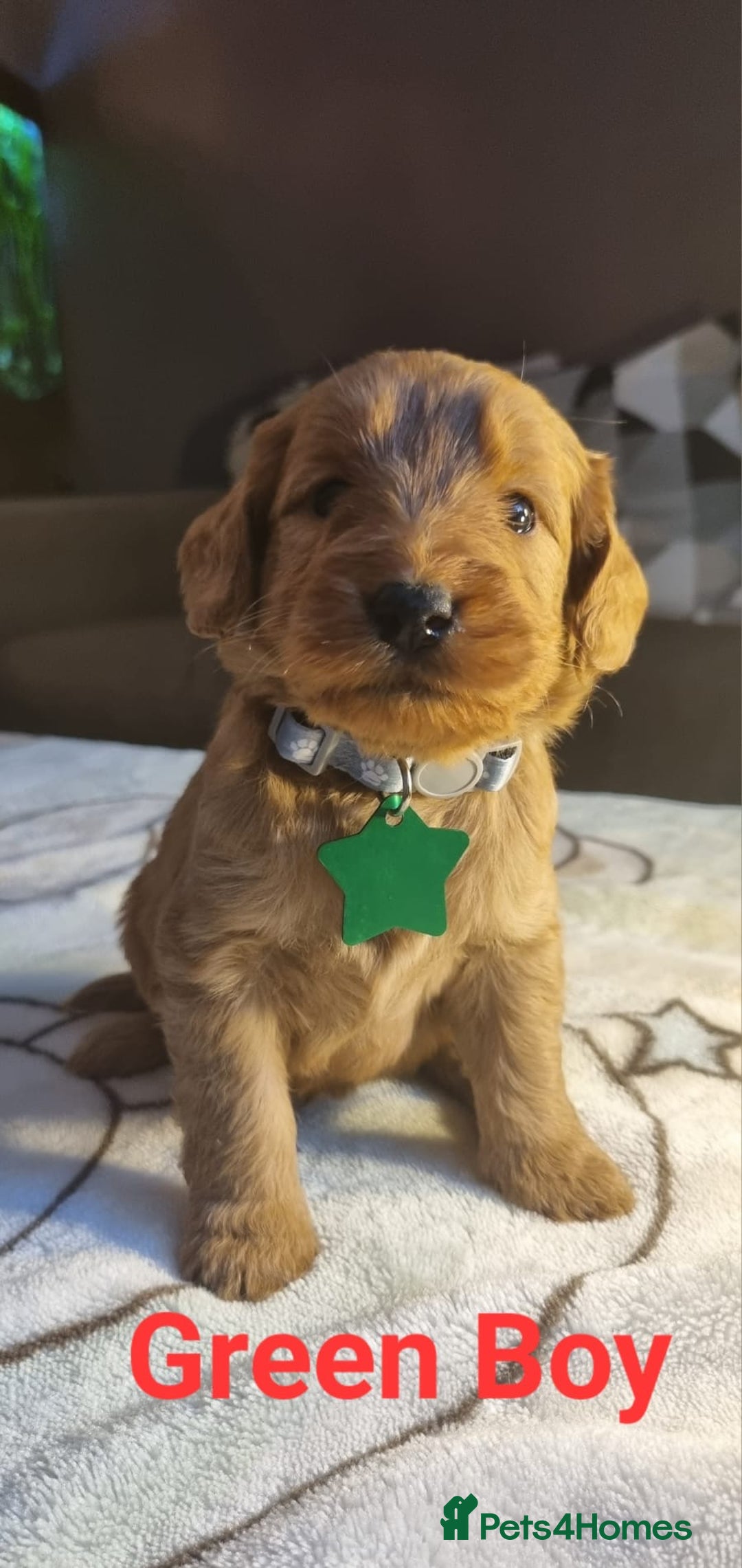 Labradoodle dogs for sale: Labradoodle Fox Red ❤️💞❤️Health check - Image 7
