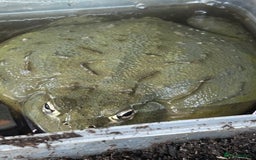 Frog reptiles for sale: Giant African bullfrog  - Image 2