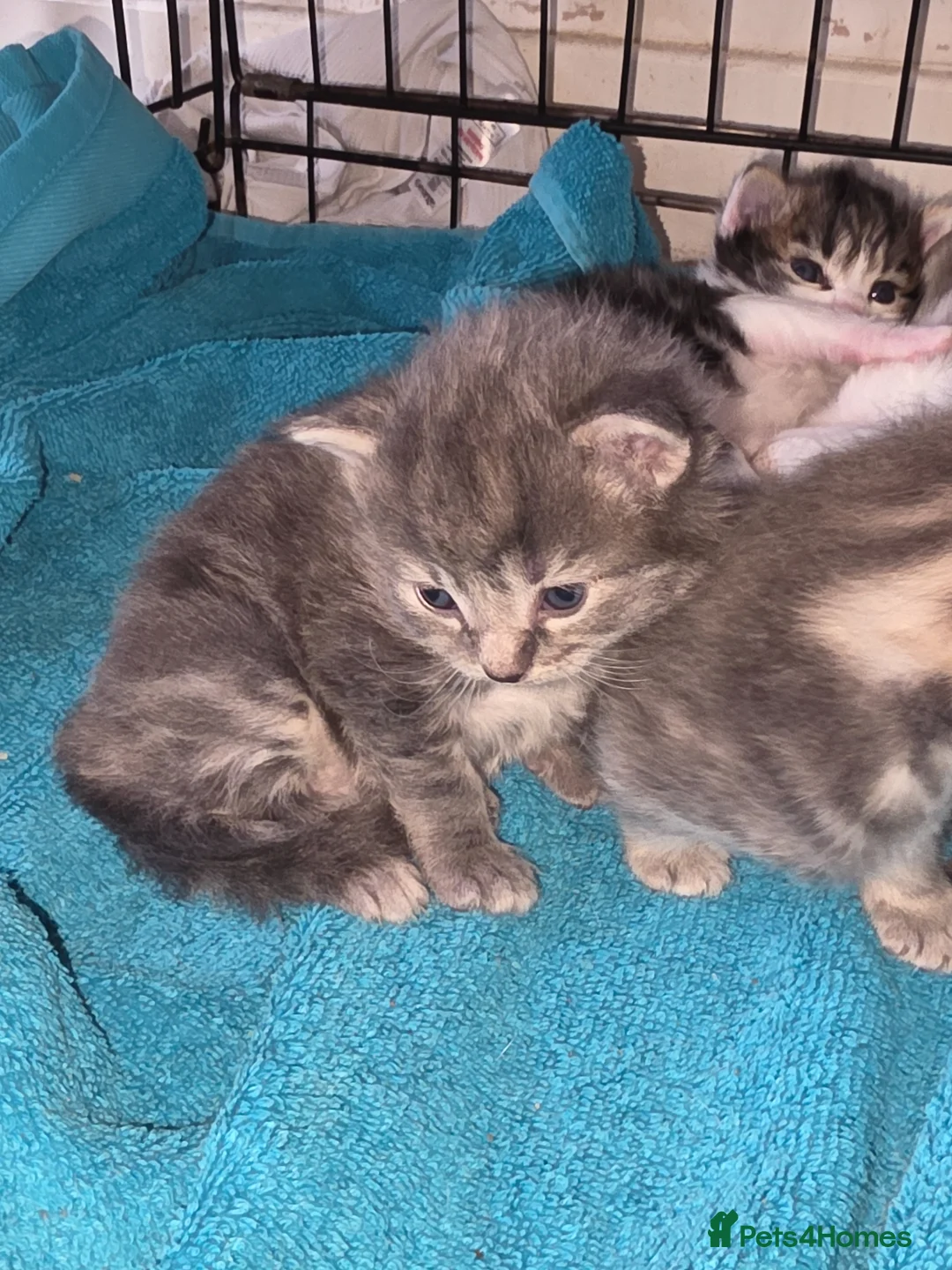 Mixed Breed cats for sale: 5 beautiful kittens - Advert 12