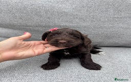 Cockapoo dogs for sale: Beautiful F1 cockerpoo puppies  - Image 14