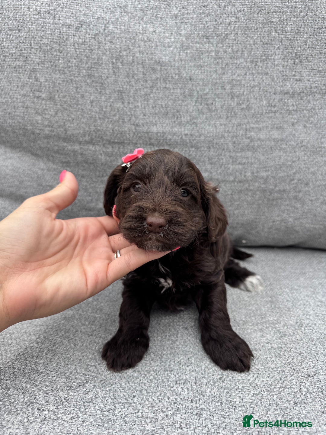 Cockapoo dogs for sale: Beautiful F1 cockerpoo puppies  - Image 14