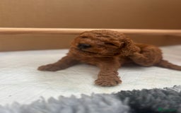 Cavapoo dogs for sale: Fox RED Cavapoo Puppies - Image 29