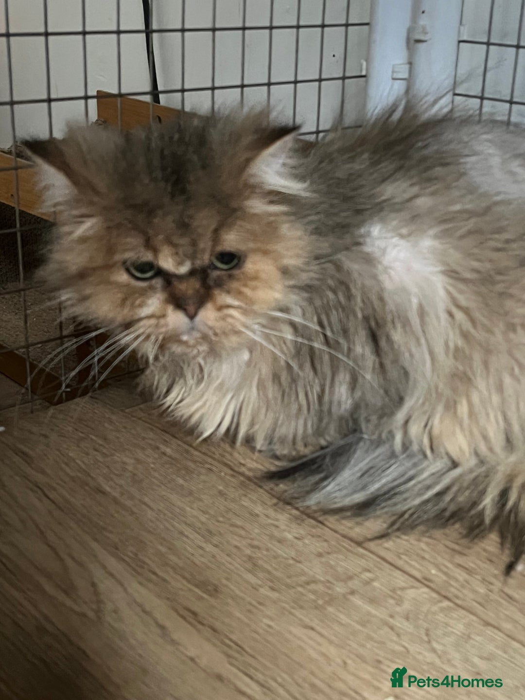 British Longhair cats for sale: Adult neutered British Longhair male  - Advert 1