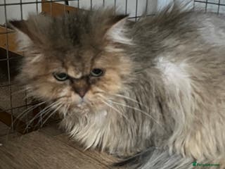 British Longhair cats Adult neutered British Longhair male - Advert 10