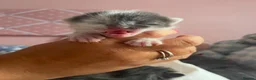 Mixed Breed cats for sale: Beautiful kittens  - Advert 8